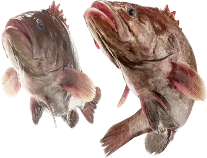 Fresh Grouper Fish