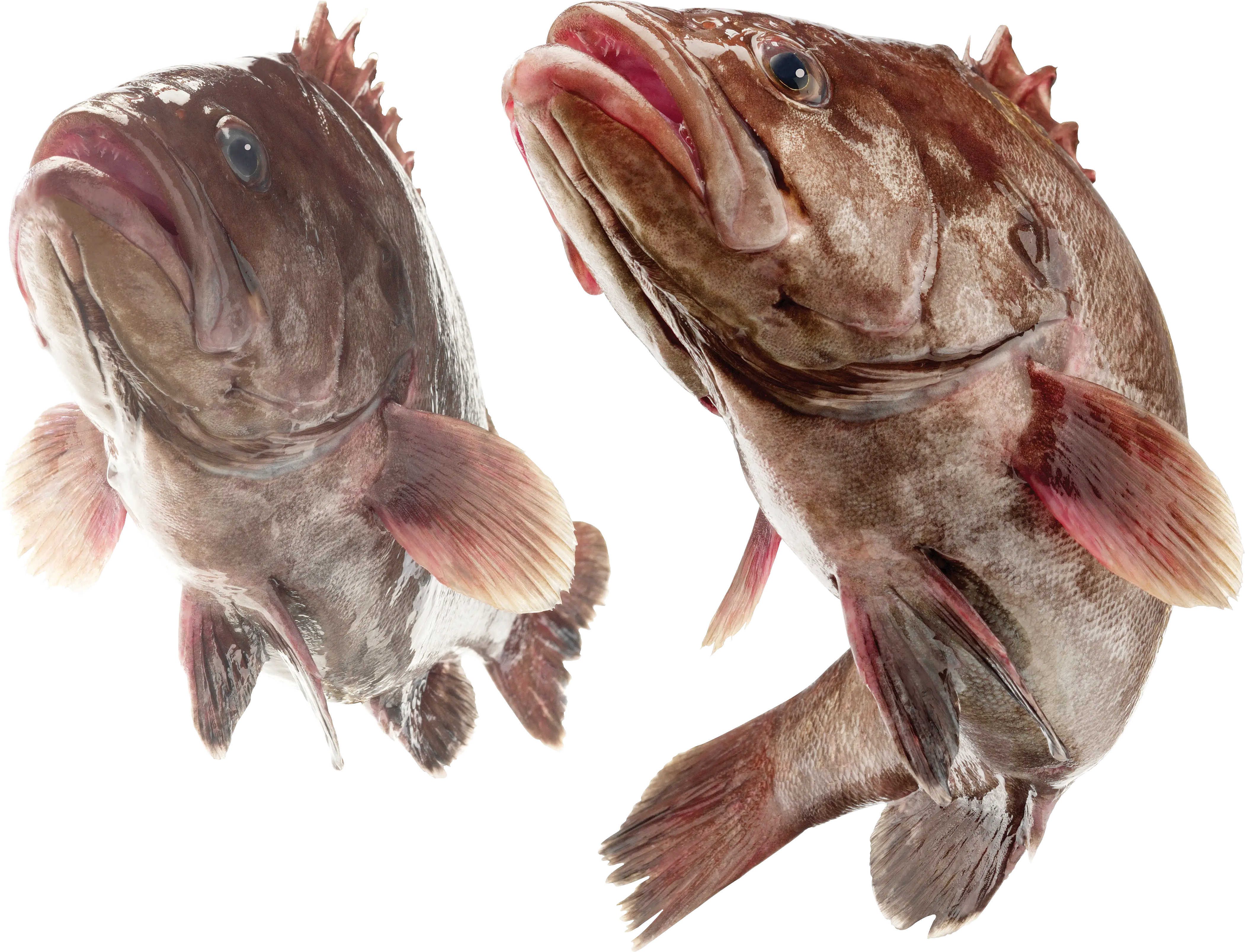 Fresh Grouper Fish