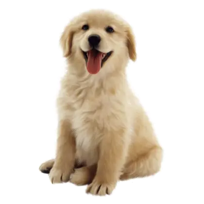 Golden Retriever Puppy Smiling