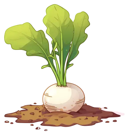 Turnip Growing in Soil with Green Leaves Illustration