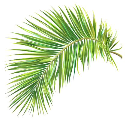 Tropical Palm Leaf Illustration