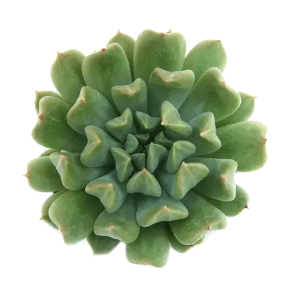 Green Succulent Plant Illustration