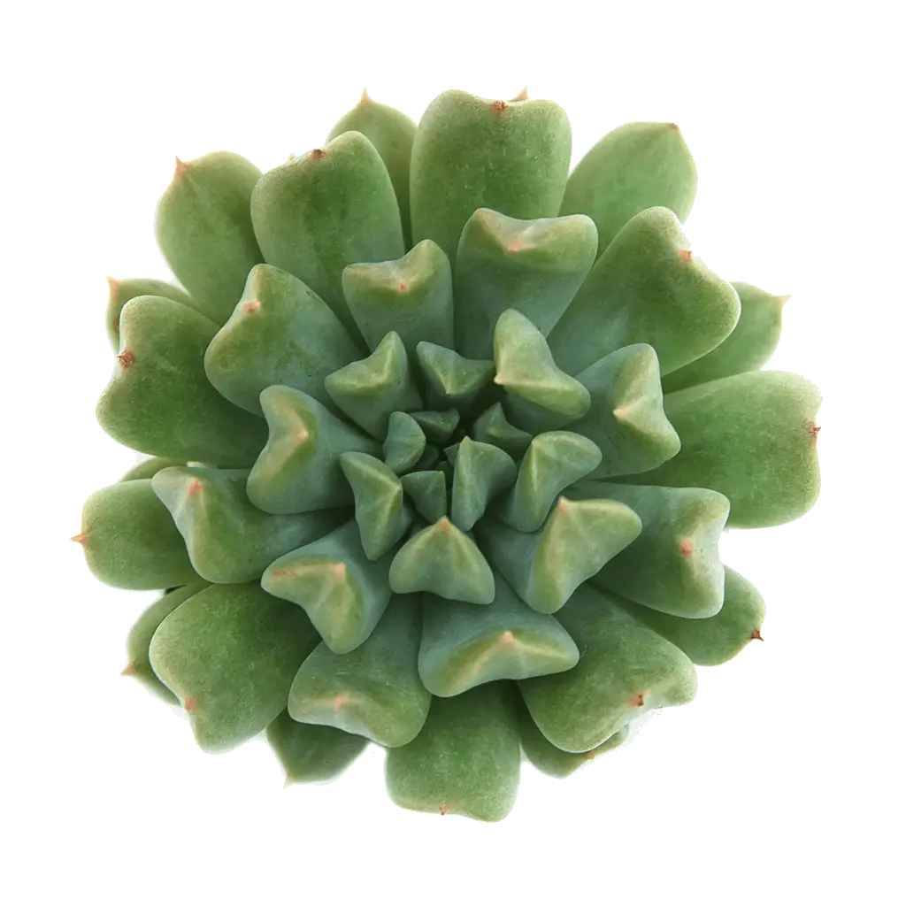 Green Succulent Plant Illustration