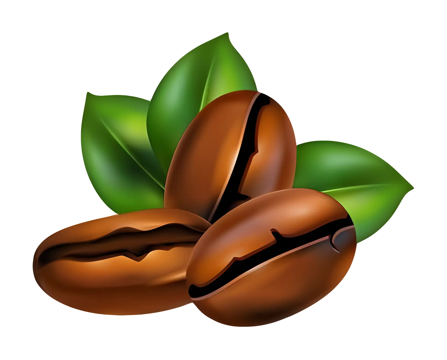 Natural Coffee Beans with Leaves