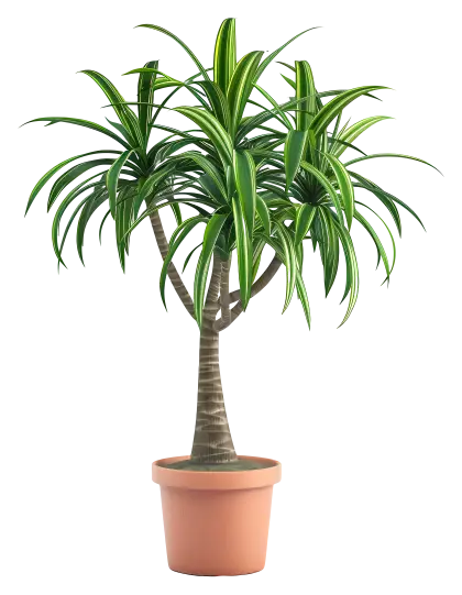 Green Potted Plant for Indoor Decoration