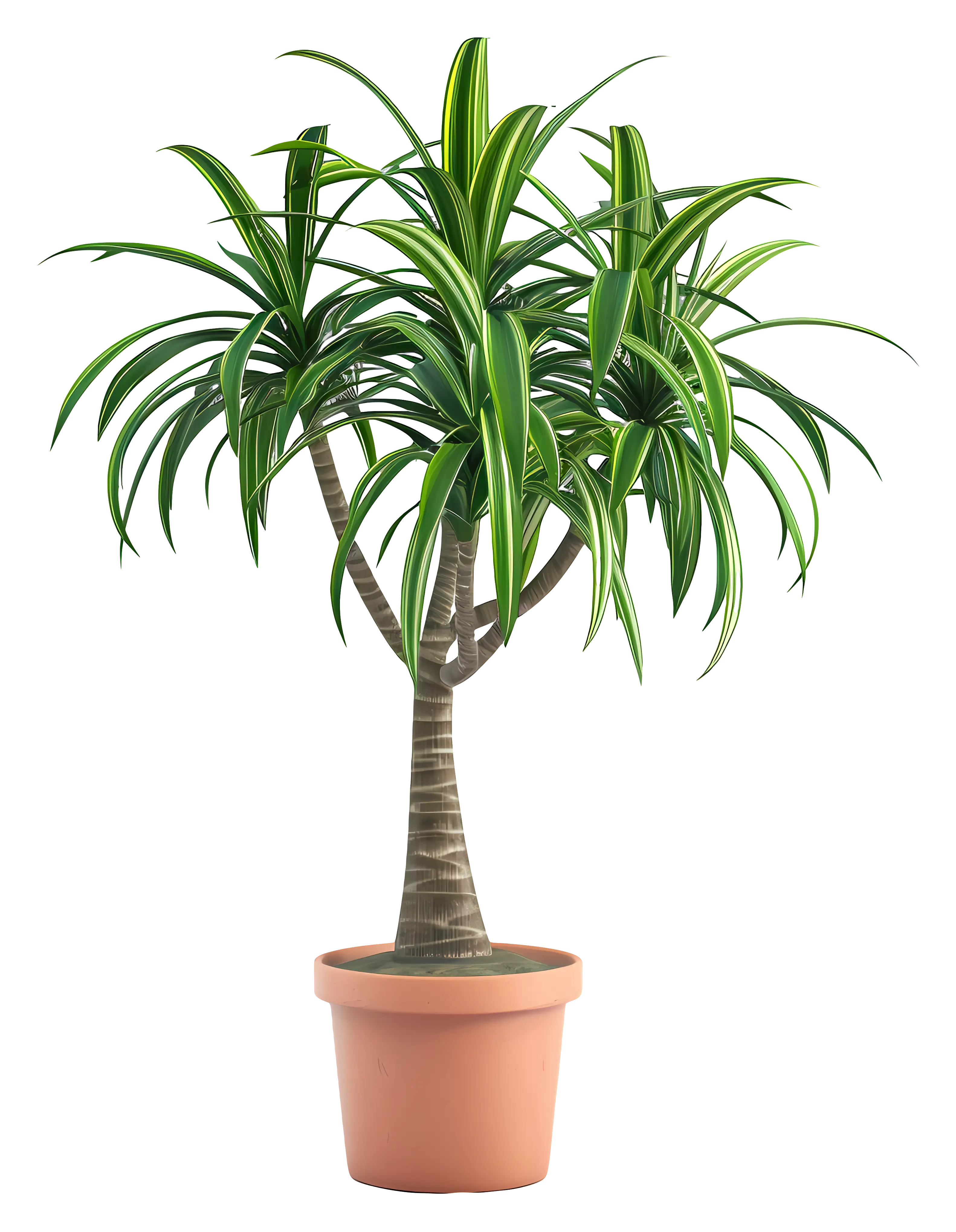 Green Potted Plant for Indoor Decoration