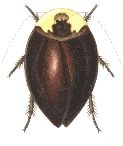 Detailed Illustration of a Cockroach