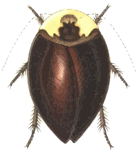 Detailed Illustration of a Cockroach
