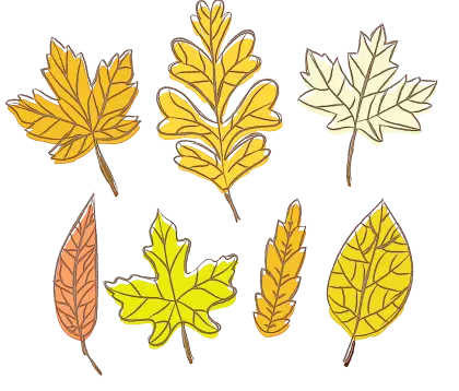 Illustrated Collection of Autumn Leaves