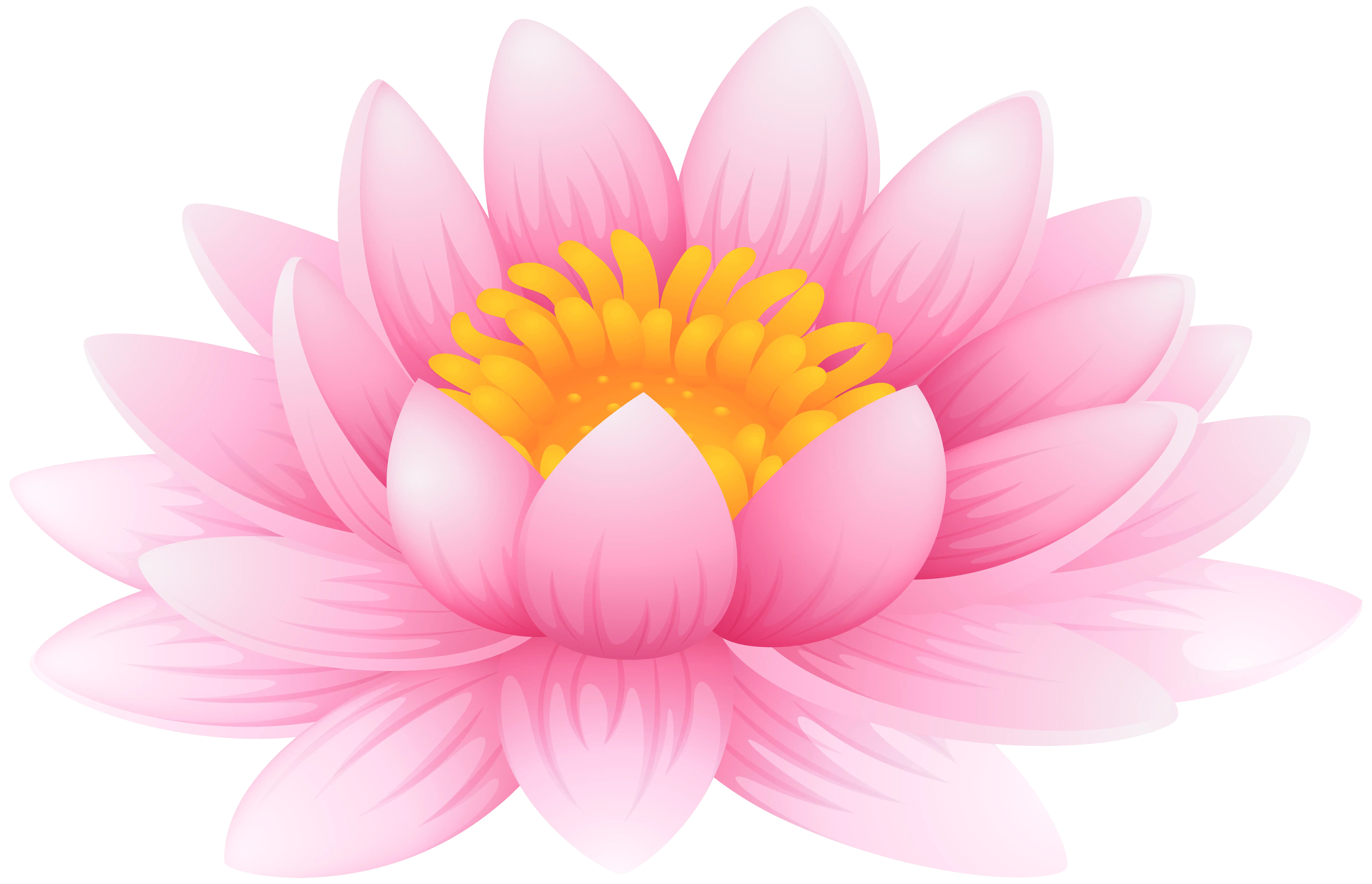 Pink Lotus Flower Illustration