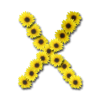 Letter X Made of Sunflowers