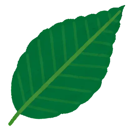 Simple Green Leaf Illustration