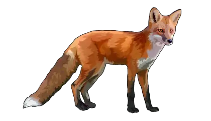 Cartoon-Style Illustration of a Fox