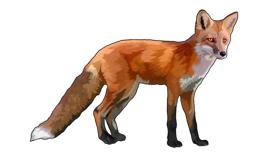 Cartoon-Style Illustration of a Fox