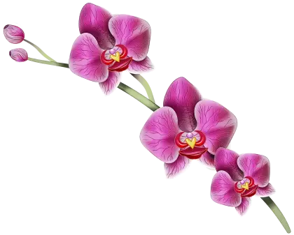 Beautiful Pink Orchids on Branch