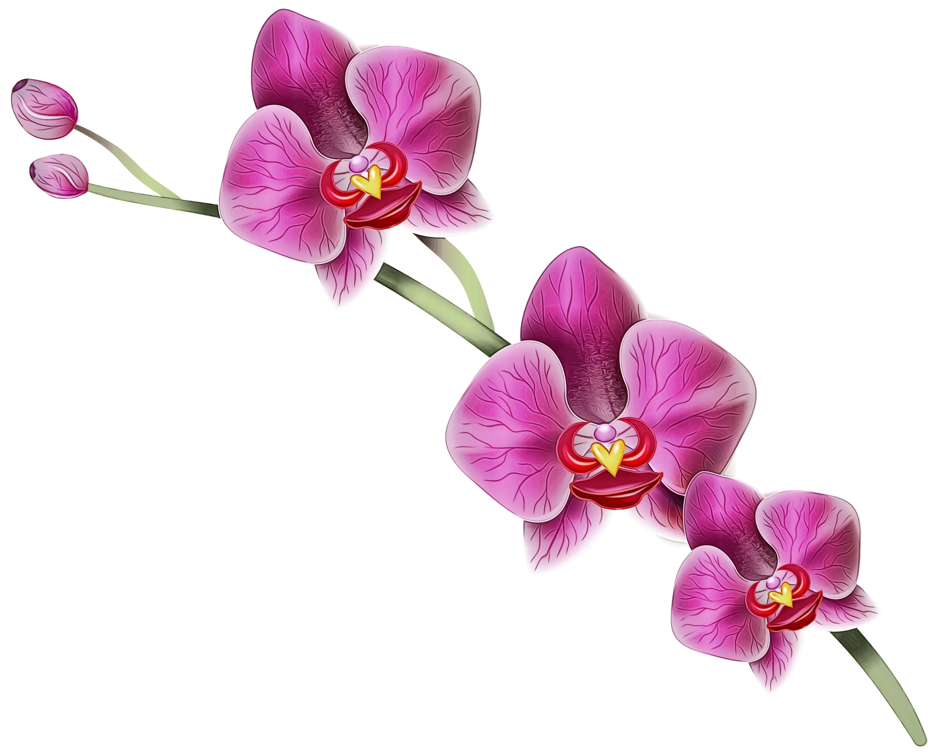Beautiful Pink Orchids on Branch