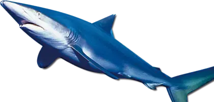 Realistic Blue Shark Illustration