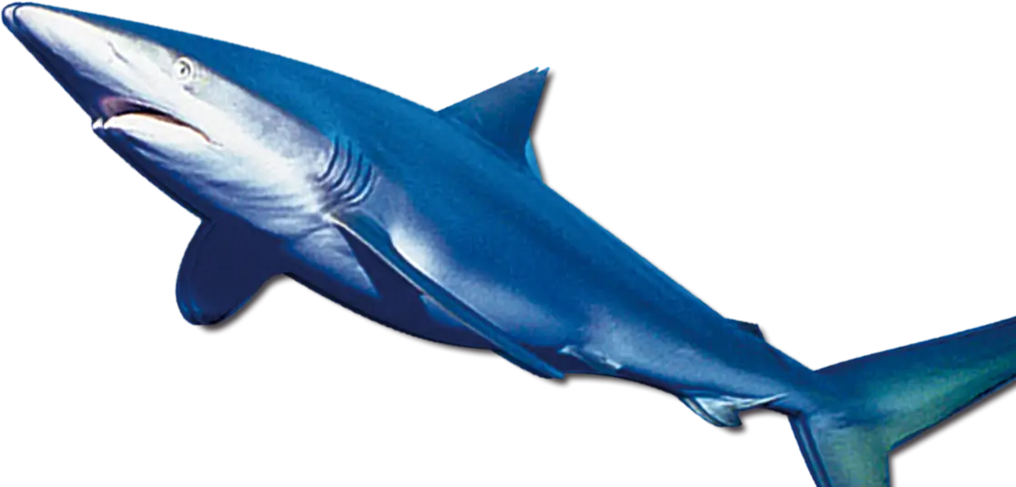 Realistic Blue Shark Illustration