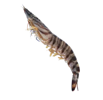 Striped Shrimp