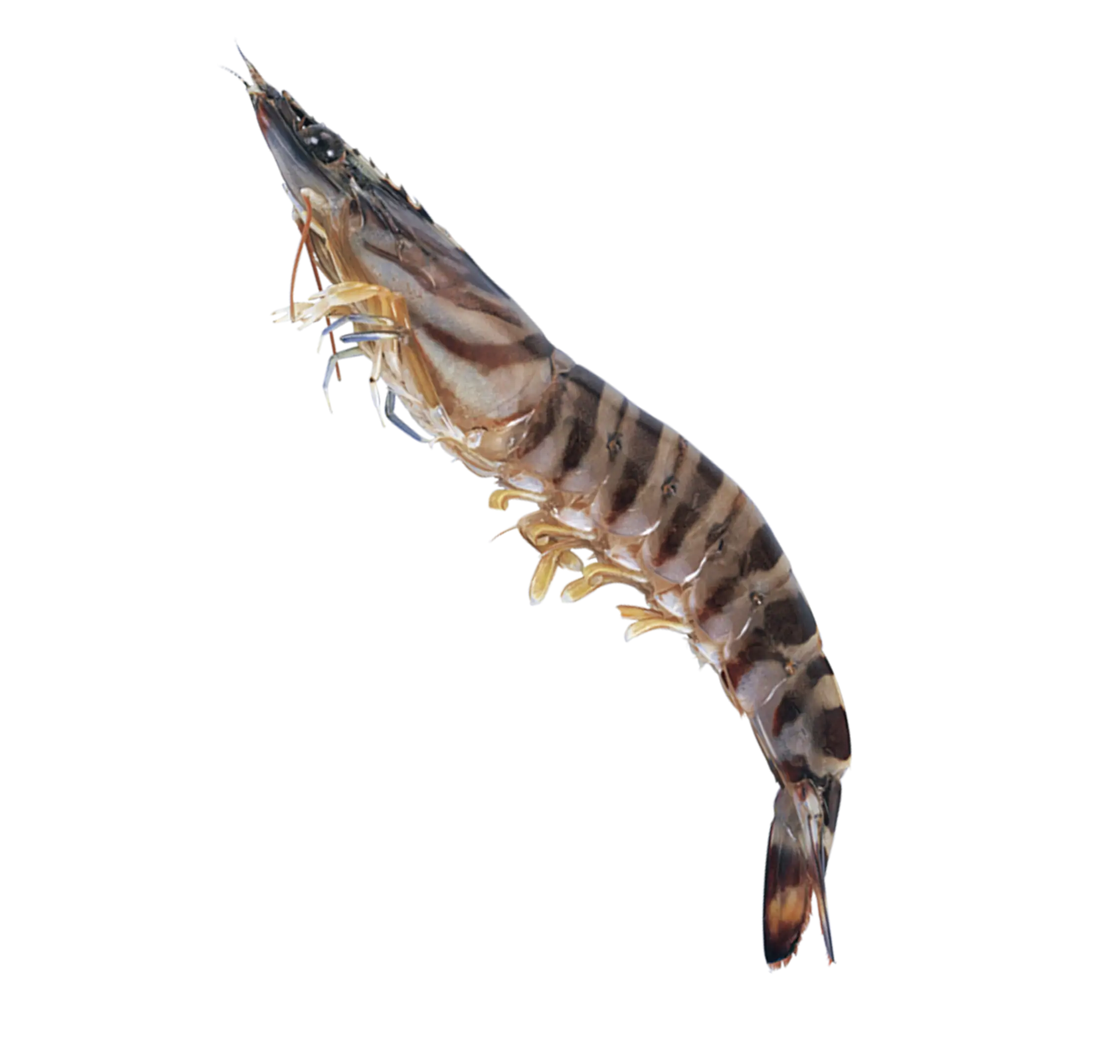 Striped Shrimp