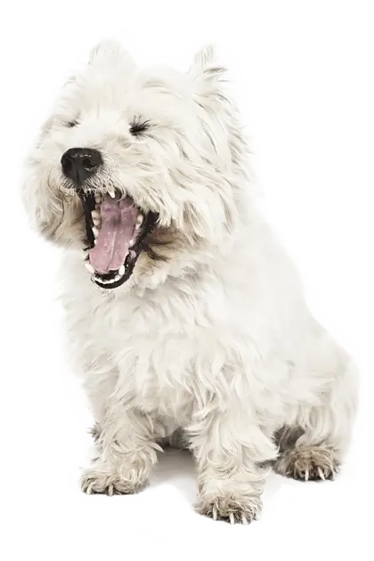 Cute White Dog Yawning