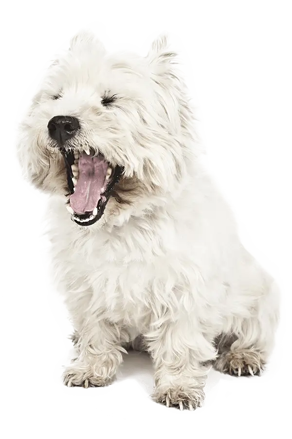 Cute White Dog Yawning