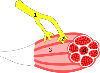 Nerve and Muscle Anatomy Diagram