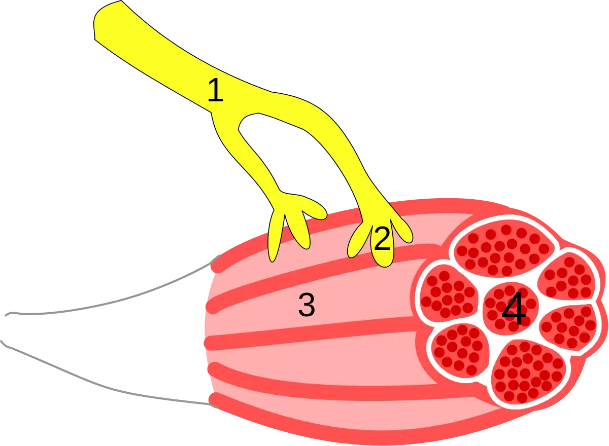 Nerve and Muscle Anatomy Diagram