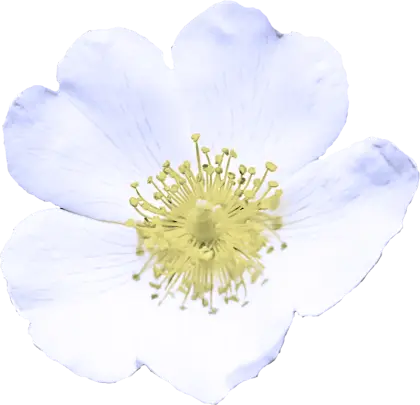 Close-Up of a White Flower with Yellow Center