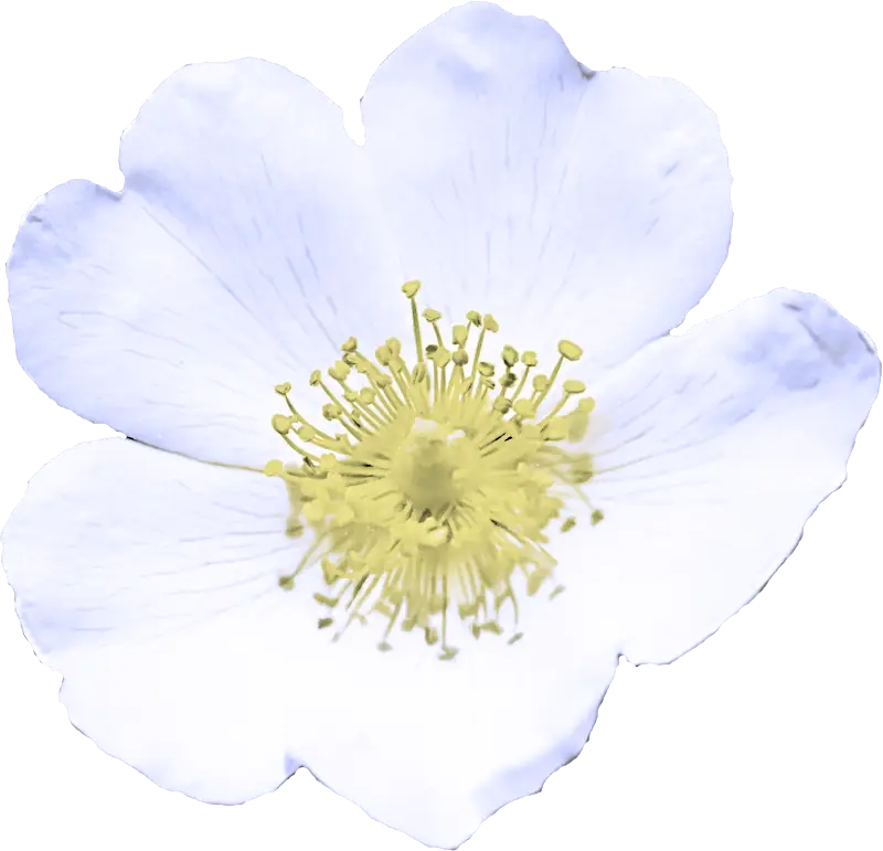 Close-Up of a White Flower with Yellow Center
