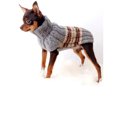 Small Dog in Sweater