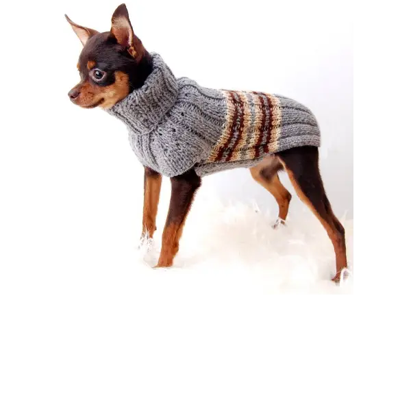 Small Dog in Sweater