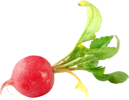 Single Red Radish with Leaves