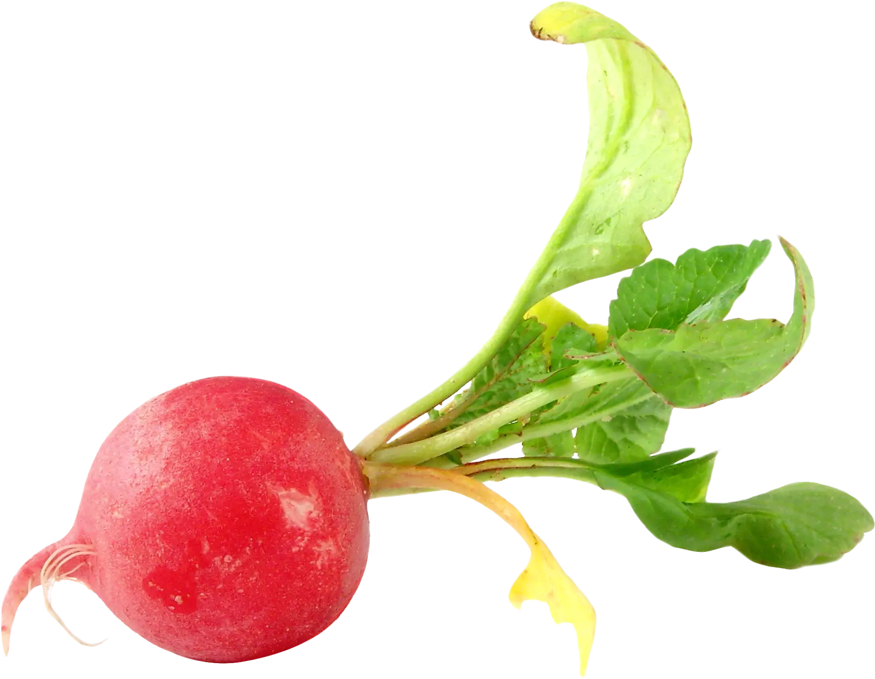 Single Red Radish with Leaves