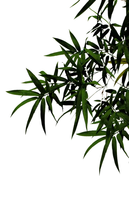 Green Bamboo Leaves Design