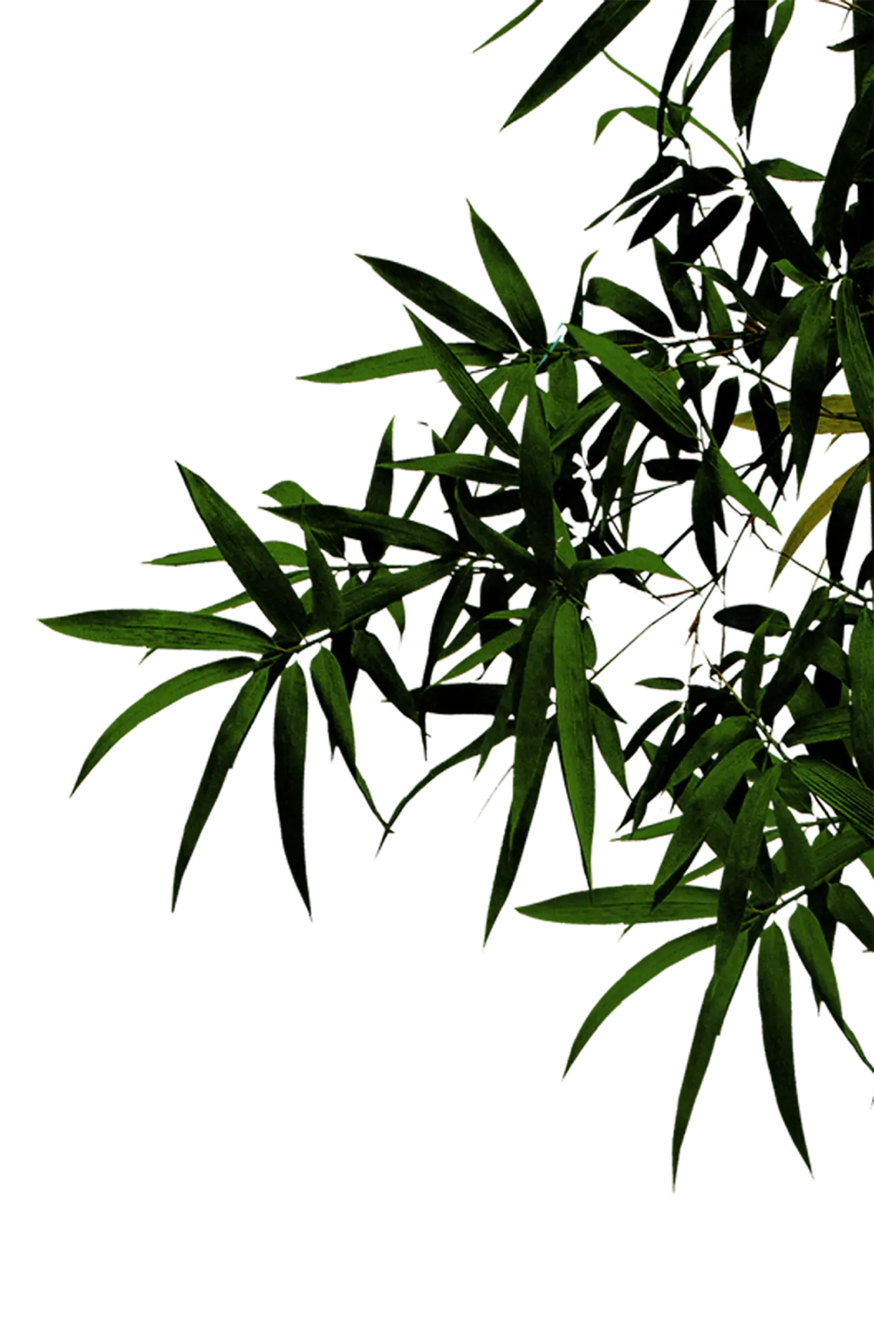Green Bamboo Leaves Design