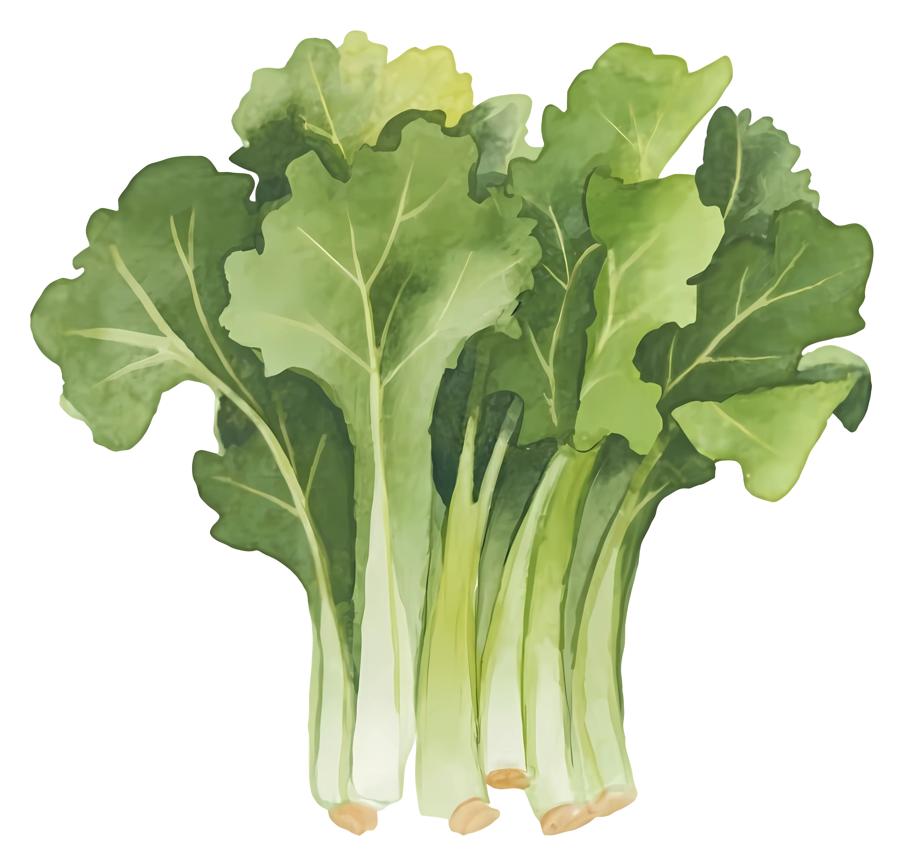 Bunch of Fresh Organic Kale Leaves