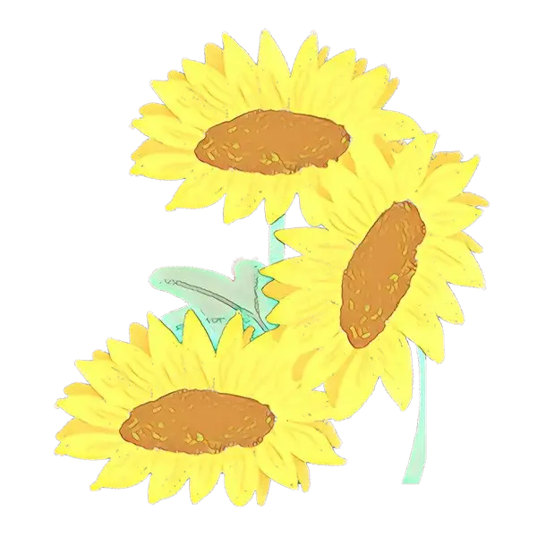 Bright Illustration of Three Sunflowers