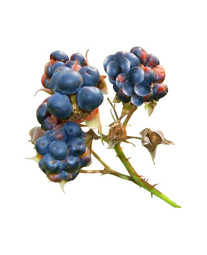 Blue Berries on Branch