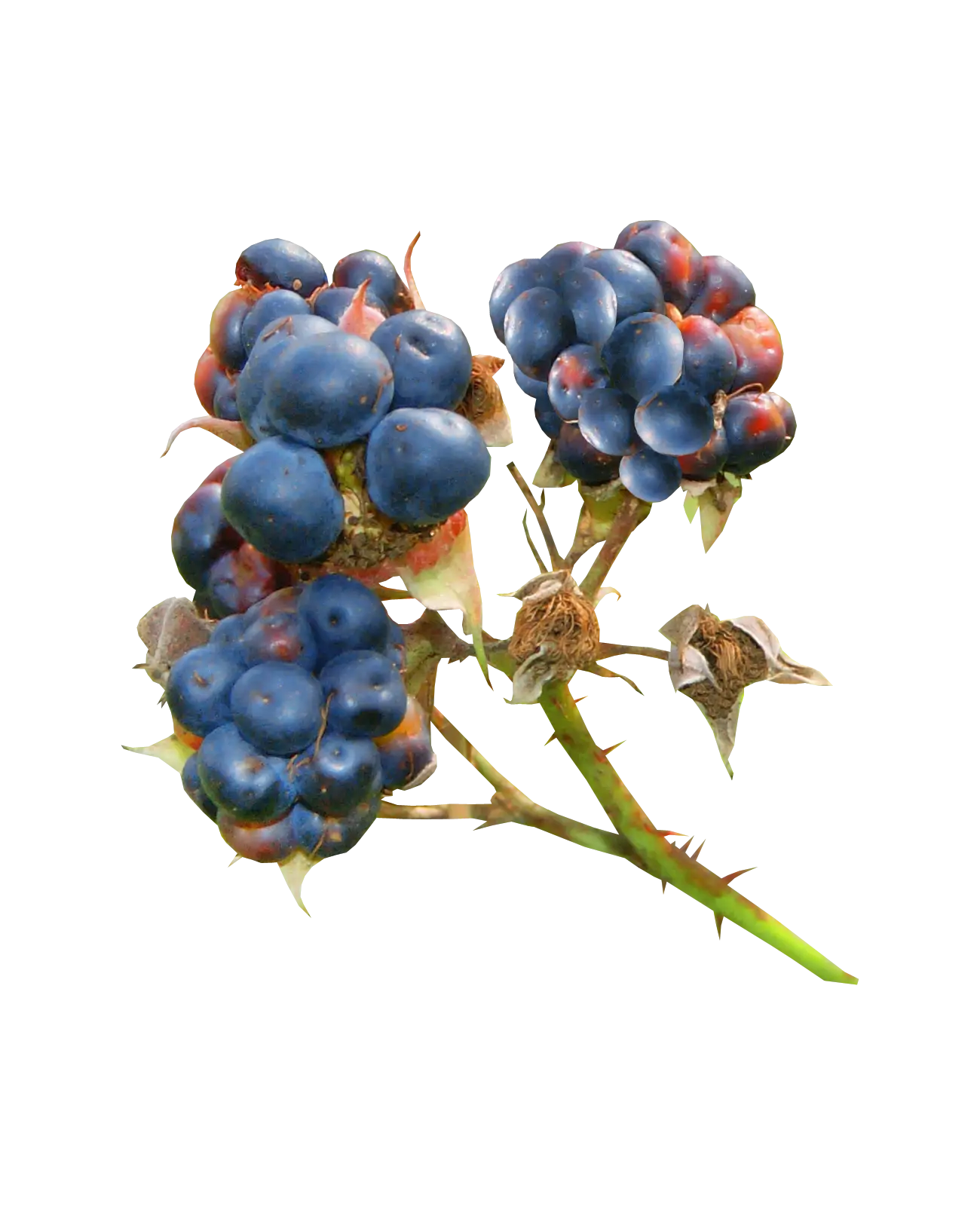 Blue Berries on Branch