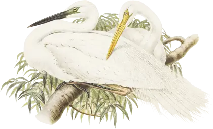 White Birds in Nature