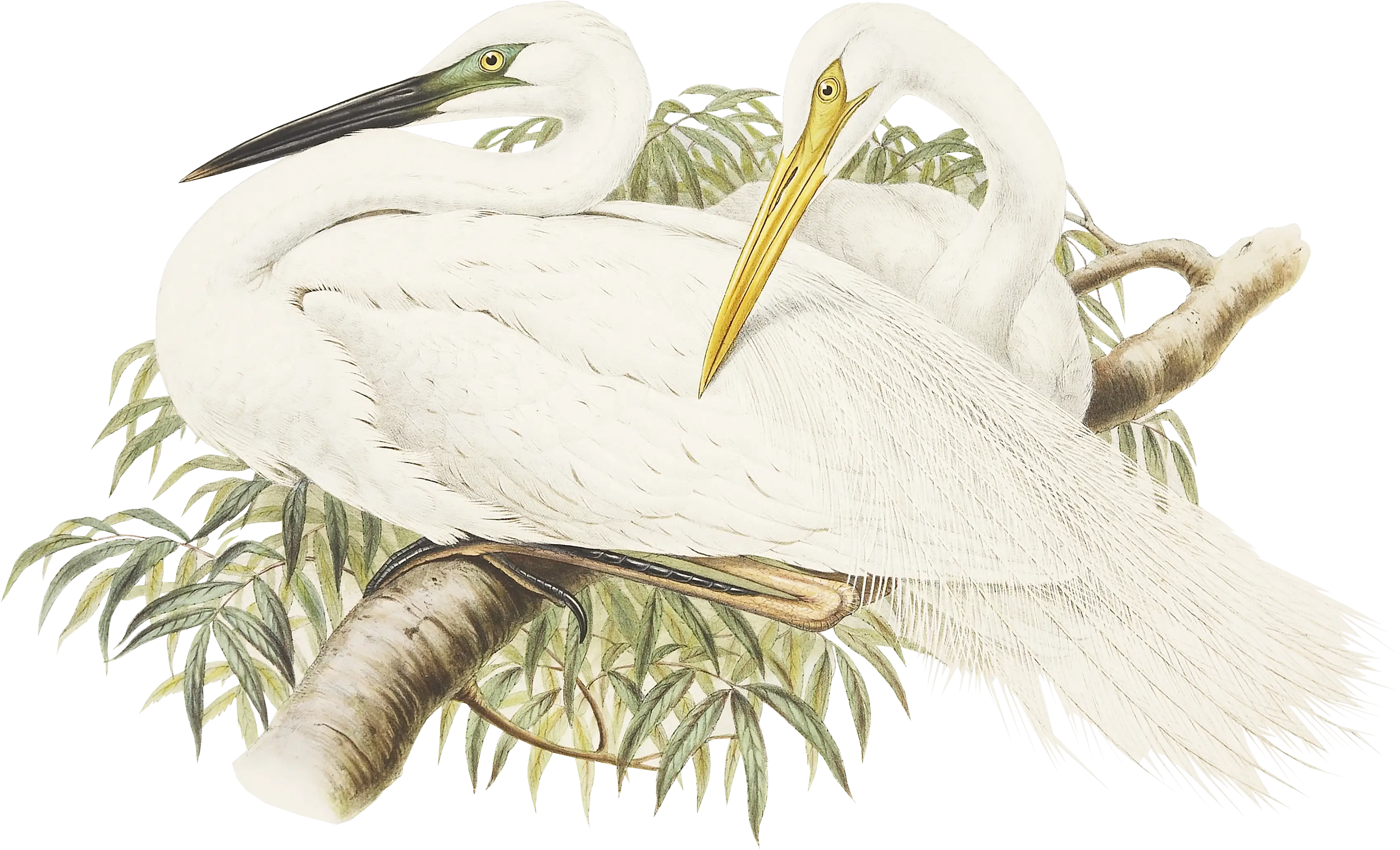 White Birds in Nature