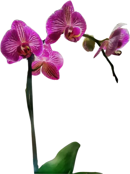 Purple Orchid Flowers with Green Leaves