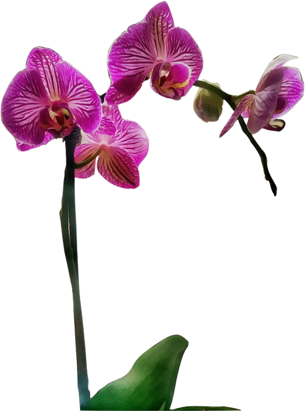 Purple Orchid Flowers with Green Leaves