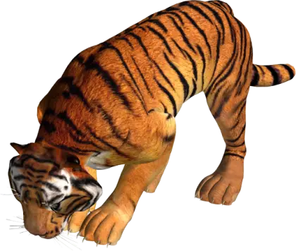 3D Tiger in Crouching Pose