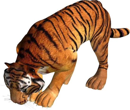 3D Tiger in Crouching Pose