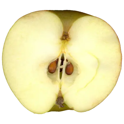 Halved Apple Slice Illustration