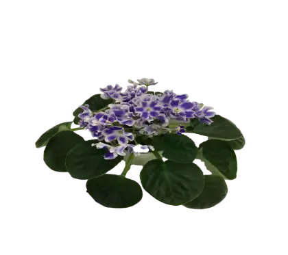 Purple African Violets Flowering Plant