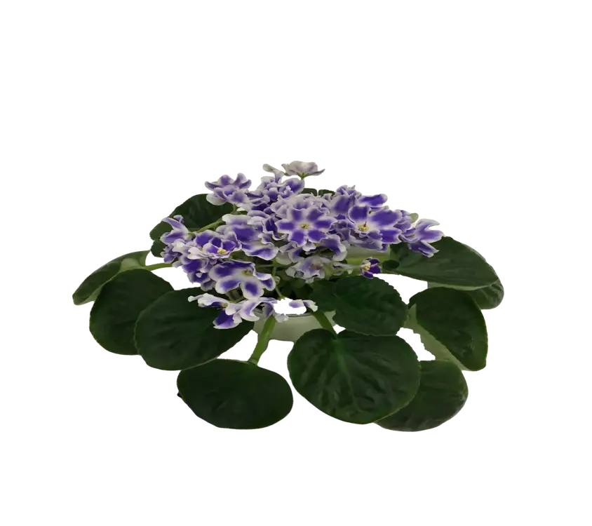 Purple African Violets Flowering Plant