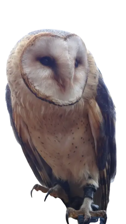 Barn Owl with Detailed Plumage